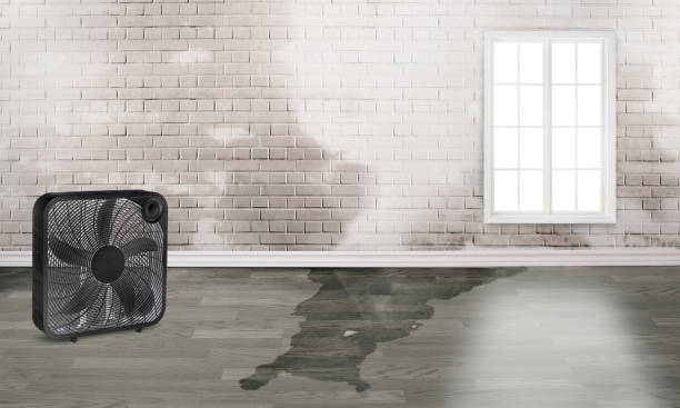 Best Water damage restoration near me  in Chleston, AR